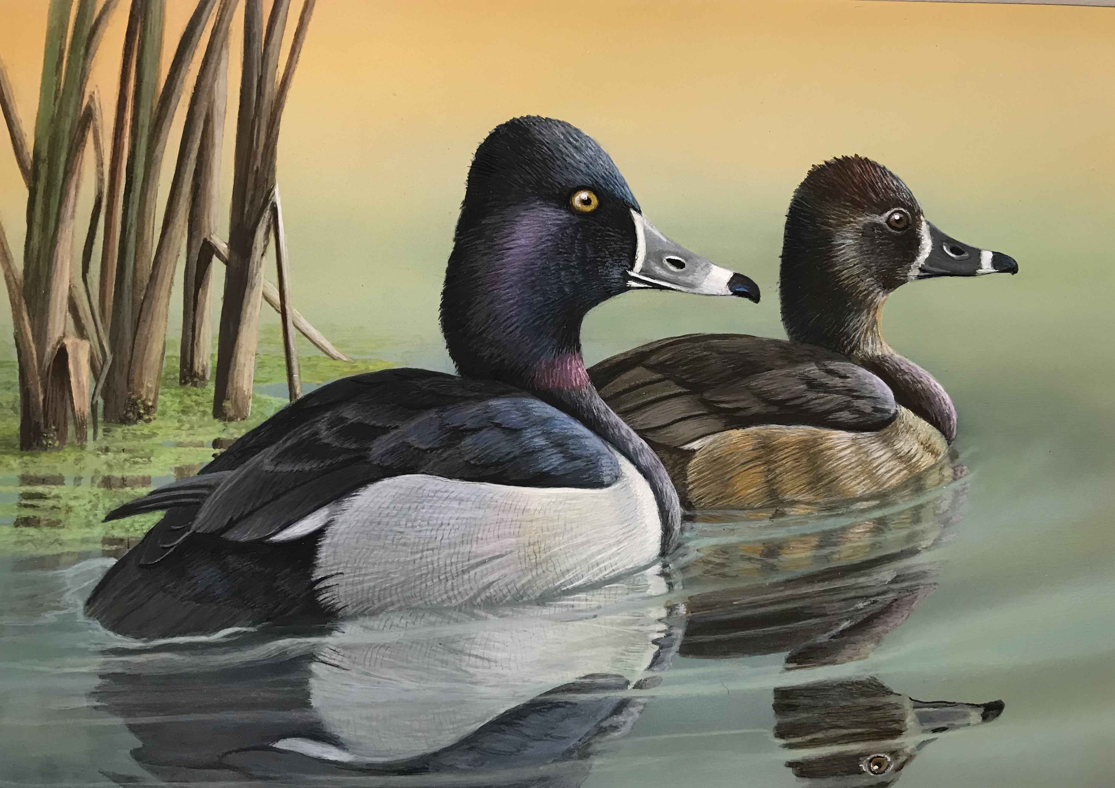 2019 Oregon Waterfowl Stamp Winner - 2nd Place